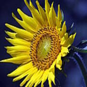 Sunflower On Blue Art Print