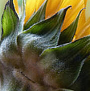 Sunflower Rear View Art Print