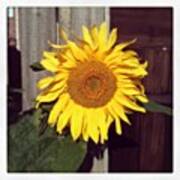 #sunflower #summer #yellow #flower Art Print