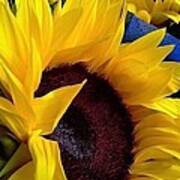 Sunflower Sunny Yellow In New Orleans Louisiana Art Print