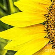 Sunflower Sunshine Art Print