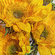 Sunflower Trio Art Print