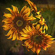 Sunflower Trio Art Print