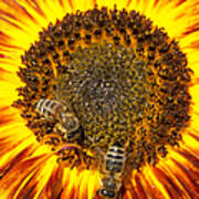 Sunflower With Bees Art Print