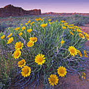 Sunflowers And Buttes Capitol Reef Np Art Print