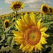 Kansas Sunflowers Art Print