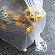 Sunflowers Protected Against Rain Art Print