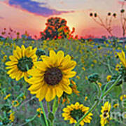 Sunflowers Sunset Art Print