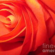 Sunkissed Orange Rose 7 Art Print