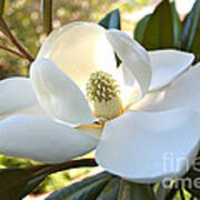 Sunlit Southern Magnolia Art Print