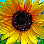 Sunny Sunflower Art Print