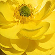 Sunny Yellow Ranunculus Flower Art Print