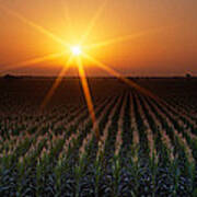 Sunrise, Crops, Farm, Sacramento Art Print