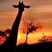 Sunset Giraffe Art Print