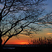 Sunset Tree In Ocean City Md Art Print