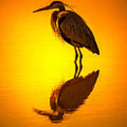 Sunshine Heron Art Print