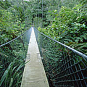 Suspension Bridge In Abel Tasman Np New Art Print