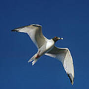 Swallow-tailed Gull Flying Galapagos Art Print