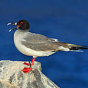 Swallow-tailed Gull Art Print