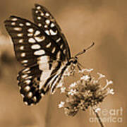 Swallowtail Butterfly 1 Art Print