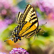 Swallowtail In Flight Art Print