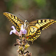 Swallowtail Art Print