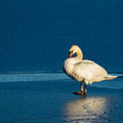 Swan In Last Sunlight On Frozen Lake Art Print