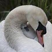 Swans Love Art Print