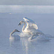 Trumpeter Swans - Three's Company Art Print