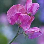 Sweet Pea In Pink Art Print