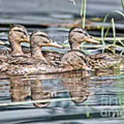 Swimming Quacks Art Print