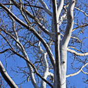 Sycamore Tree With Blue Winter Sky Art Print