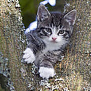 Tabby Kitten In Tree Fork Art Print