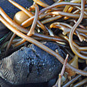 Tangled Seaweed On California's Lompoc Beach Art Print