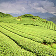 Tea Plantation Art Print