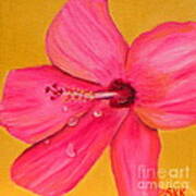 Teardrops - Pink Hibiscus Flower Art Print
