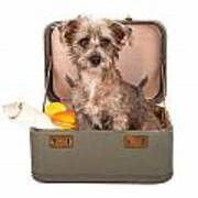Terrier Dog In Suitcase Art Print
