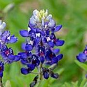 Texas Bluebonnets Art Print