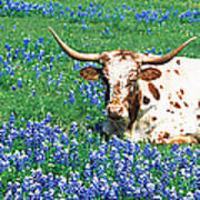 Texas Longhorn Cow Sitting On A Field Art Print