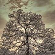 Texas Oak Tree Art Print