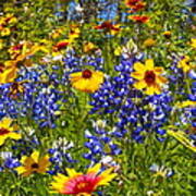 Texas Wildflowers Art Print