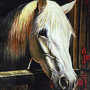 The Beauty Of A White Horse Art Print