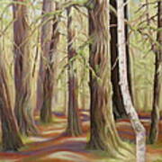 The Birch Tree Art Print