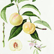 The Conudray Nectarine Art Print
