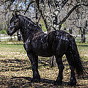 The Friesian Stallion Eros Art Print