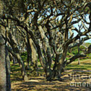 The Grove At Fort Fisher Art Print