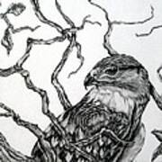 The Hawk Art Print