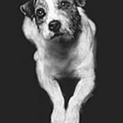 The Jack Russell Stare- Got Ball? Art Print