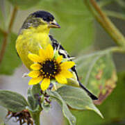 The Lesser Goldfinch Art Print