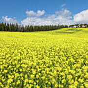 The Look Of Tuscan Spring Art Print